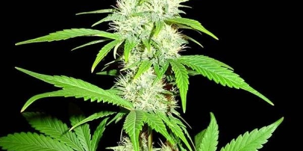 Amnesia Haze CBD : l’histoire d’une légende du cannabis réinventée